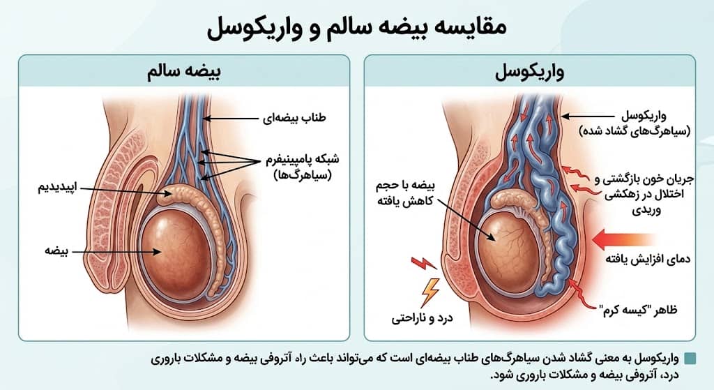 عکس بیضه سالم و ناسالم