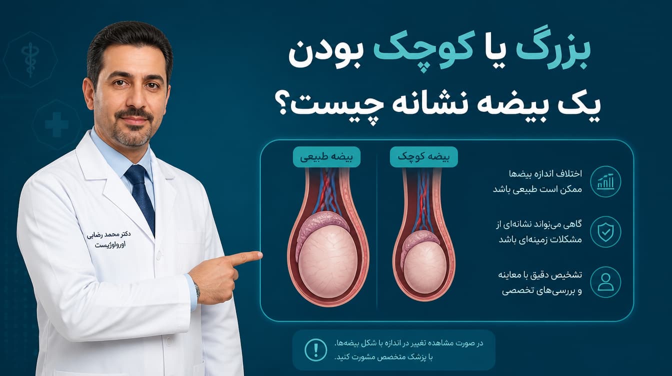 بزرگ و کوچک بودن بیضه ها